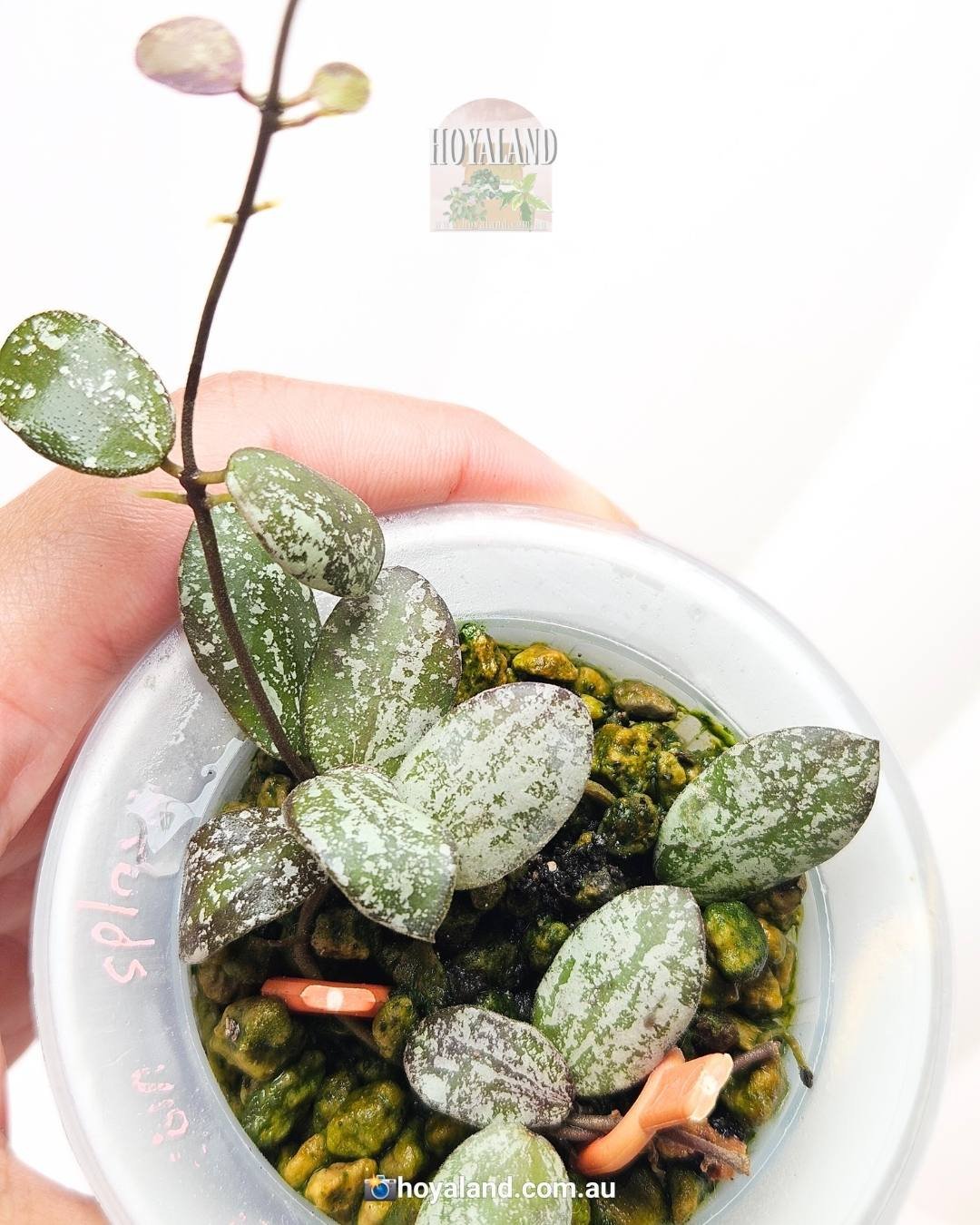 Hoya Mini Coin (High Splash) sp Kalimantan | Small Leaf Hoya